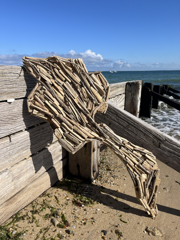 Ile de Noirmoutier, bois flottés