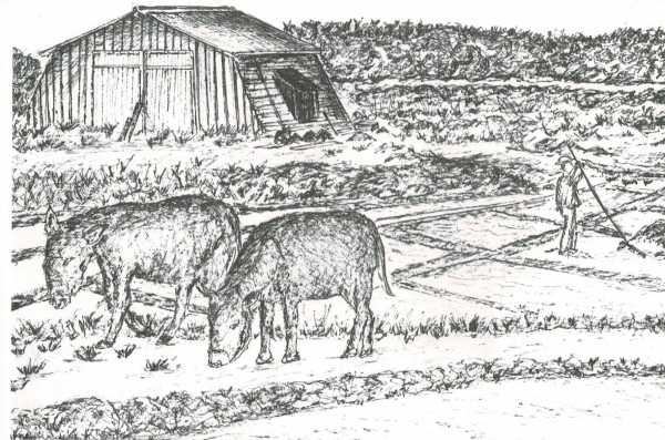Carte postale ILEANE L'île aux cagniotes