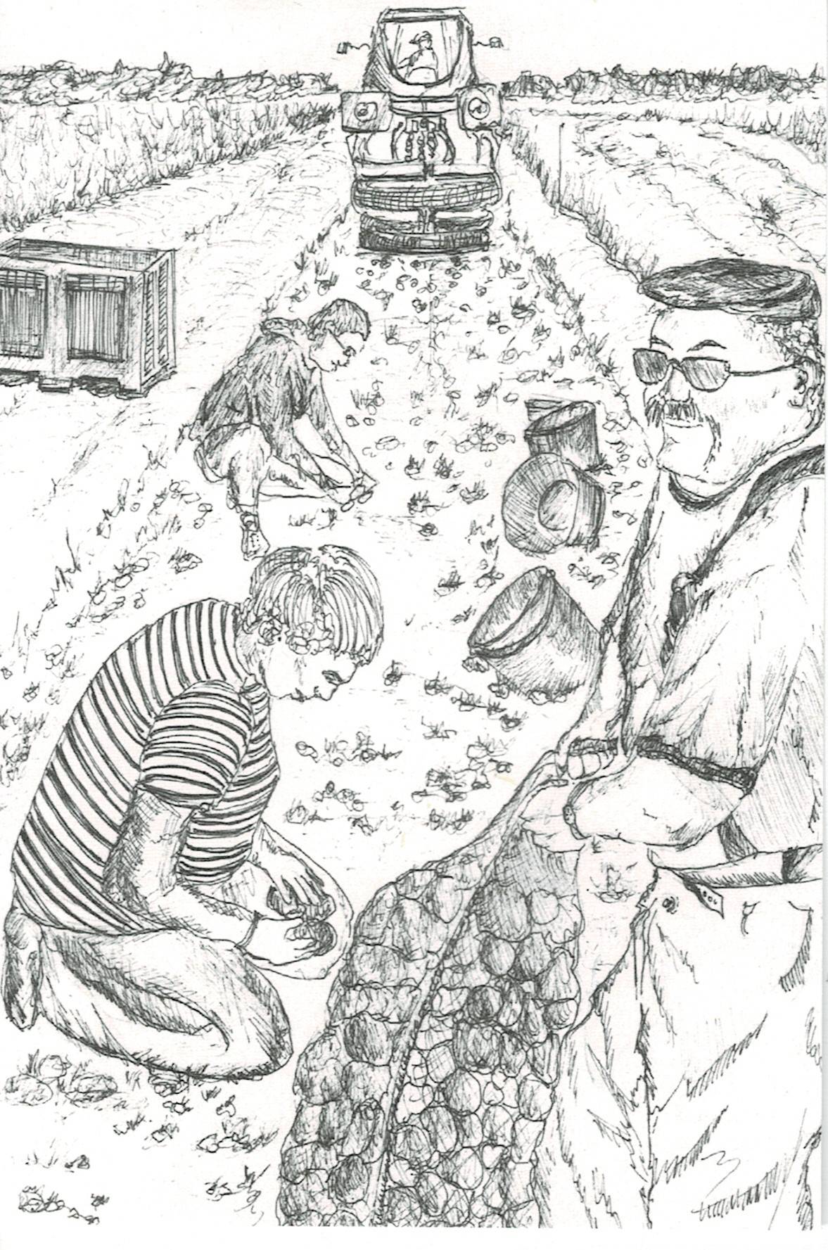 Carte postale ILEANE Ramassage de la patate Noirmoutier